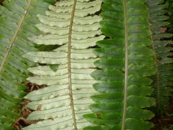 Blechnum discolor. Abaxial and adaxial surfaces of sterile fronds showing their markedly different colours.
 Image: L.R. Perrie © Leon Perrie CC BY-NC 3.0 NZ